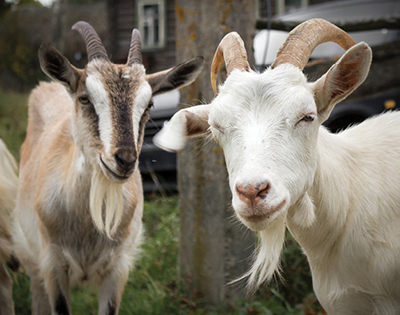 Nasal Bot Flies - Backyard Goats