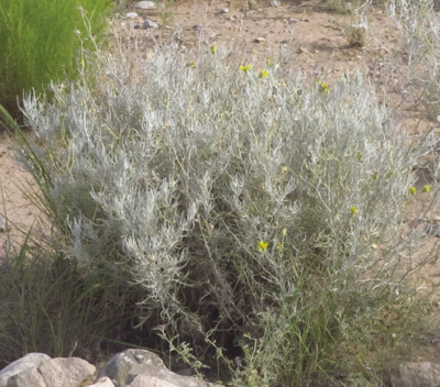 Photograph of threadleaf groundsel (Senecio flaccidus).