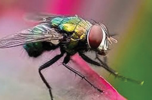 Photo of New World Screwworm fly perched on a flower.
