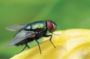 Photo of common house fly perched on a flower.