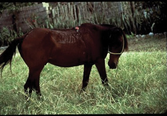 Photo of a horse with an open wound at the saddle location.