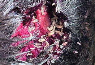 Photo of an open wound infested with NWS larvae.