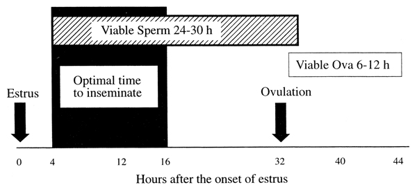 Diagram of optimal time to inseminate dairy cows