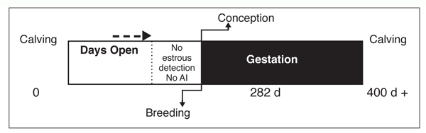 Diagram of target calving interval of 365 days with a voluntary waiting period of 60 days before timed AI. This allows for a second service on time.