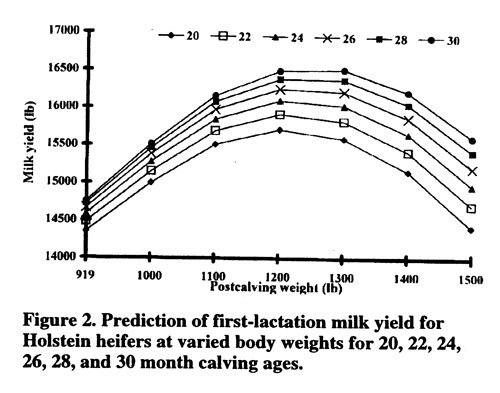 Figure 2. Prediction of first-lactation milk yield for Holstein heifers at varied body weights for 20, 22, 24, 26, 28 and 30 month calving ages.