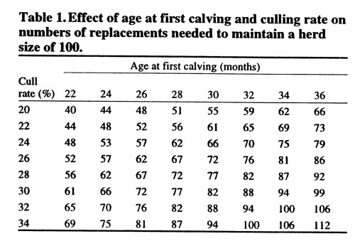 Table 1 with data about the effect of age at first calving and culling rate on numbers of replacements needed to maintain a herd size of 100. 