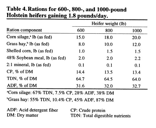 Table 4 showing rations for 600-, 800-, and 1000-pound Holstein heifers gaining 1.8 pounds/day.