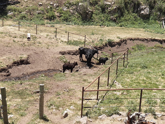 Fig. 01: Photograph of cattle in a fenced enclosure with a stream.