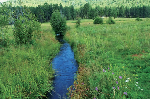 Fig. 03: Photograph of stream running through a pasture in the Santa Fe National Forest.
