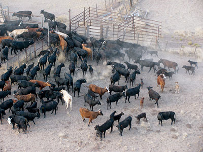 Aerial photograph of a group of cattle.