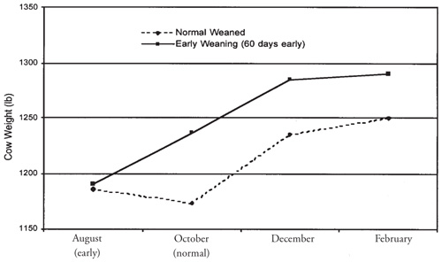 Figure 3. Influence of weaning calves 60 days early on cow body weight.