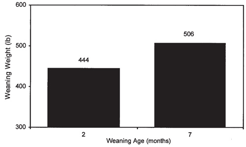 Figure 4. Difference in weaning weight on the normal weaning date (October 10) for calves weaned at 2 months of age managed on pasture verses calves weaned at 7 months of age.