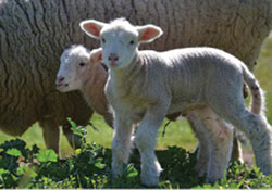 lambs_Paul_Chamberlain_Flickr.jpg
