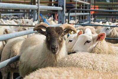 Photograph of a ram and several ewes in a pen.