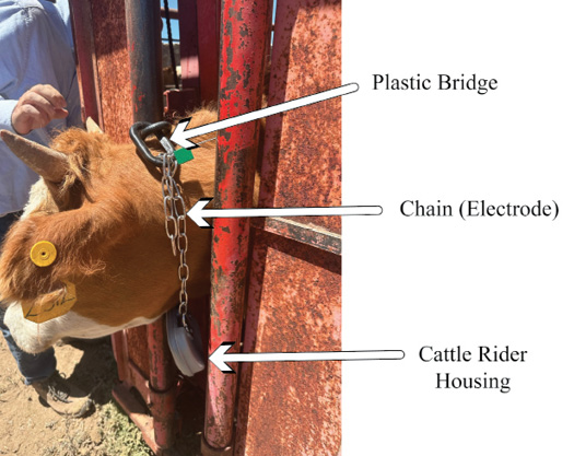 Lateral view of a tagged cow in a cattle chute, highlighting the e-collar. The collar features a plastic bridge connecting a chain used as an electrode, with the cattle rider housing hanging securely from the cow's neck.