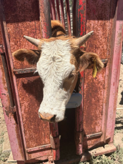 Front view of a tagged cow in a cattle chute, focusing on the cattle rider housing hanging from her neck. The e-collar is clearly visible, showing its design and how it fits around the cow