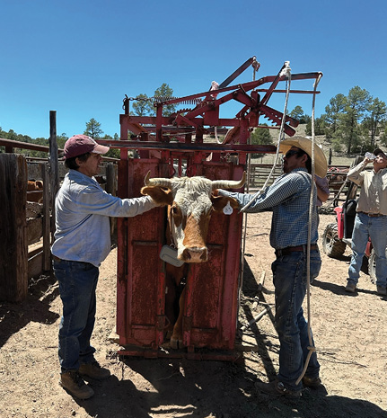 Two ranchers flank a cow in a cattle chute while setting up a virtual fence e-collar.