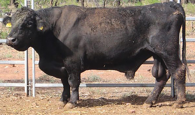 Adult black bull standing in a fenced area on a farm. The bull shows swollen areas around neck and brisket, demonstrating fluid accumulation.