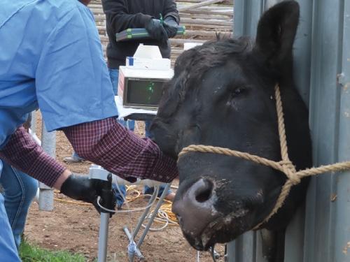 Cow inside a cattle chute being evaluated for Pulmonary Arterial Pressure on the field.