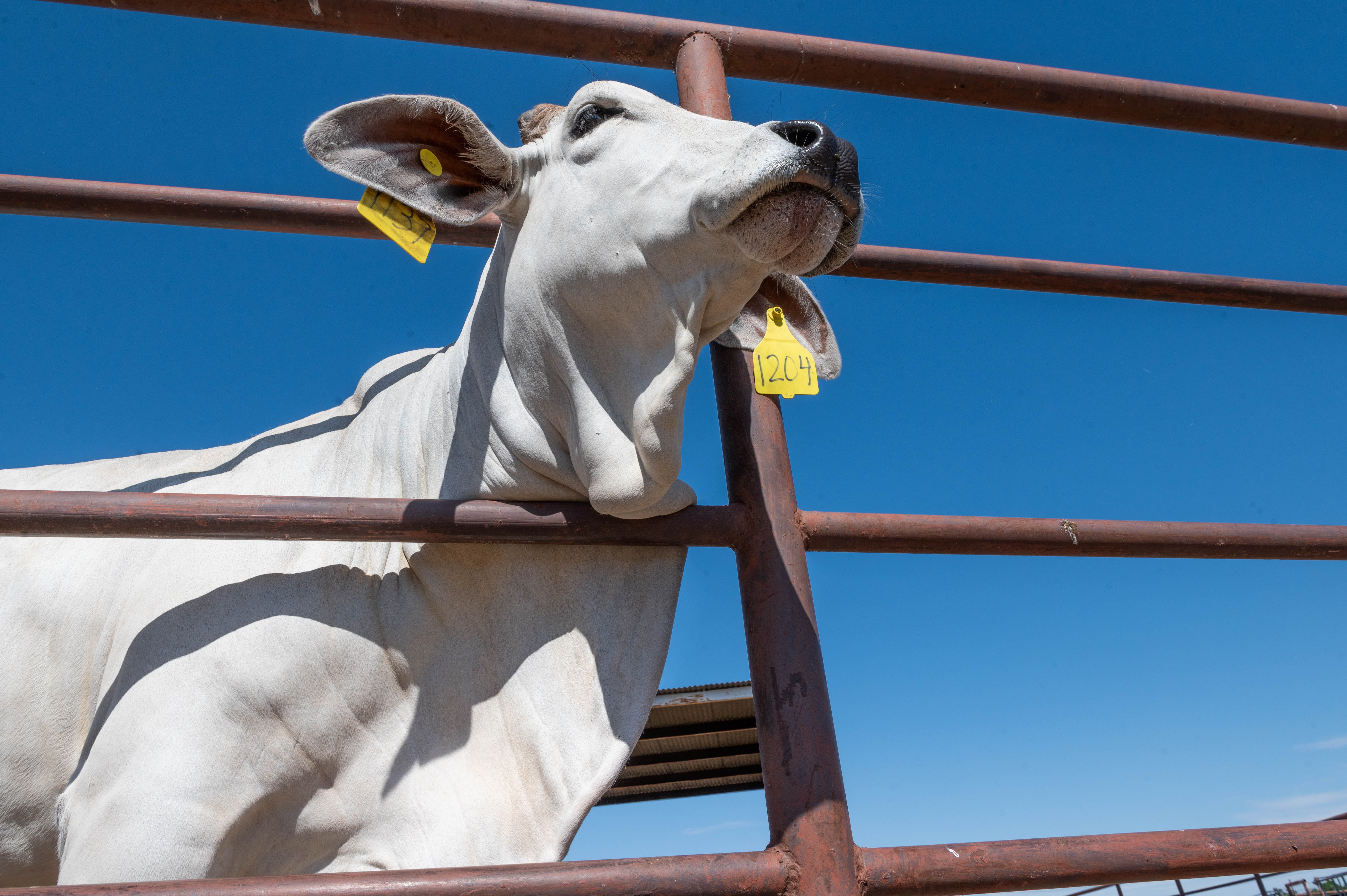 White cow with yellow ear tags standing behind a rust-colored metal fence against a clear blue sky.
