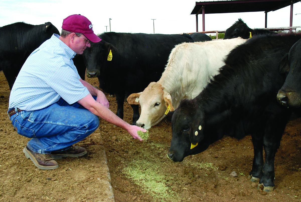 Photo of a man handfeeding several cows. Centered are two black cows flanking a white cow.