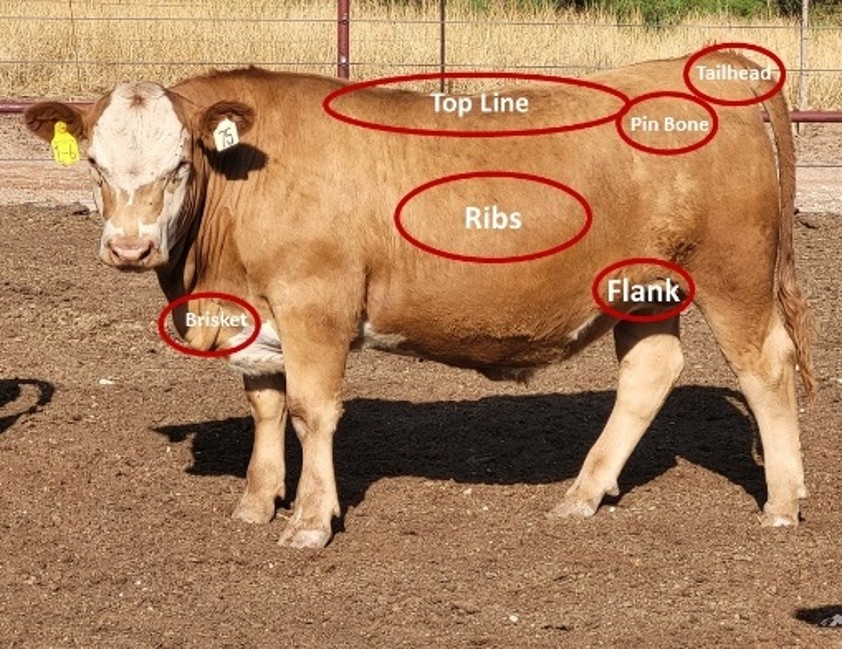 Photo of a cow with red circled labels marking body parts: top line, ribs, flank, brisket, pin bone, and tailhead.