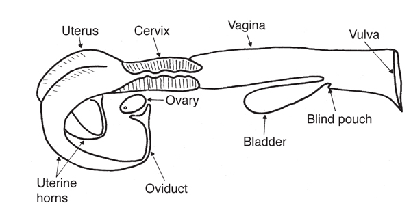 Fig. 1: Illustration of a cow's reproductive tract. 