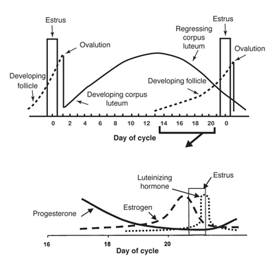Fig. 3: Line graph of anatomical and hormonal changes that occur during a typical 21-day estrous cycle. 