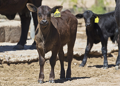 Castrating Beef Calves  New Mexico State University - BE BOLD