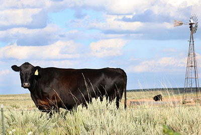Photograph of a black cow on rangeland with a windmill in the background.