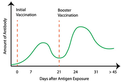 Fig. 01: Line graph showing change in serum antibody concentration over time after a primary and secondary (booster) exposure to vaccine antigen. Two dashed vertical red lines mark initial and booster vaccination; a green line shows increasing antibodies after initial booster, followed by a dip in antibodies, then another rise after booster vaccine.