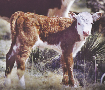 Photograph of a calf.