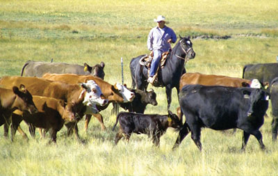 Photograph of a person on horseback and several head of cattle.