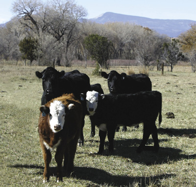 Photo of a group of four cows standing in a field.