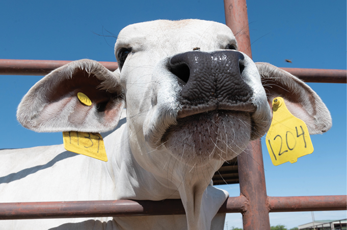 Close-up of a white cow with a black snout, facing the camera. The cow's head is poking through a fence, and its ears are tagged with yellow tags reading "1204."