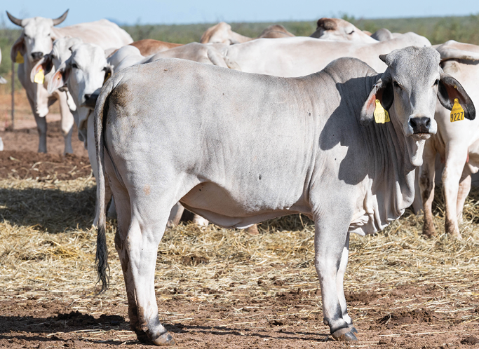 A herd of white cows with horns stands in a field, with the focus on a cow in the forefront. The cow in the foreground is positioned in a side view, staring directly at the camera. All the cows are tagged with yellow ear tags, and the image captures their full bodies in the open field.