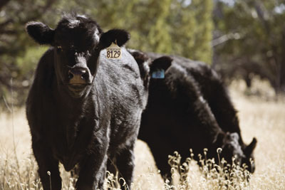 Photograph of cattle on rangeland. 