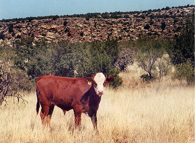 Photograph of cattle on rangeland.