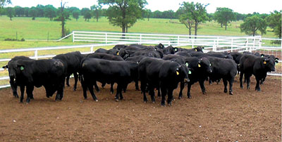 Photograph of cattle in a pen.
