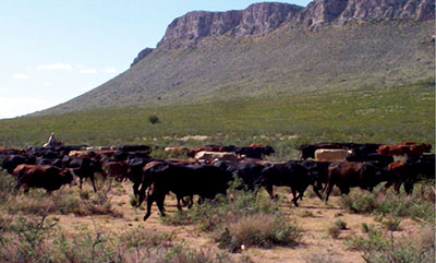 Photograph of cattle on rangeland.