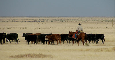 Photograph of a person on horseback and cattle on rangeland.