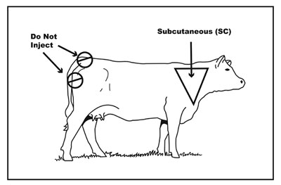 Fig. 02: Illustration showing proper injection site for cattle.