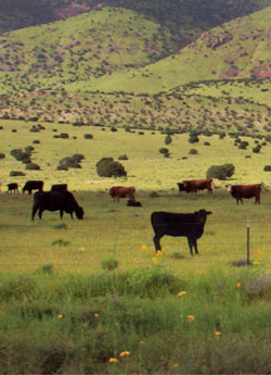 Photograph of cattle on open rangeland with hills in the background.