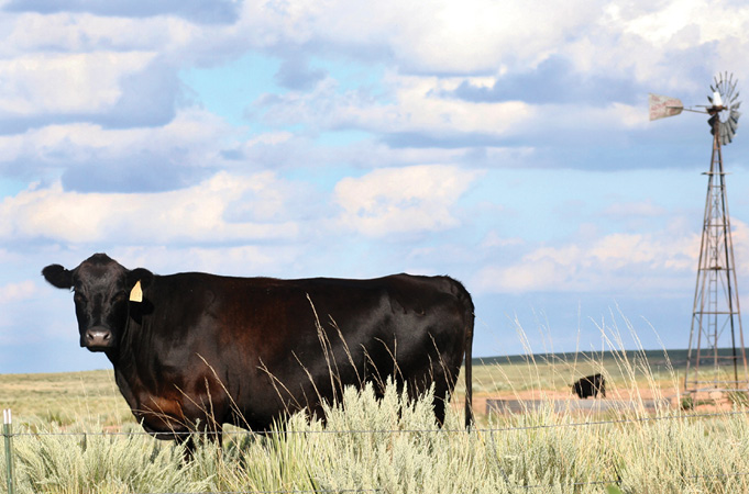 Side profile of a black cow standing in a field, looking at the camera. The background features a blue sky with clouds.