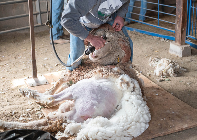 A farmer shearing a sheep, showcasing the wool being removed.