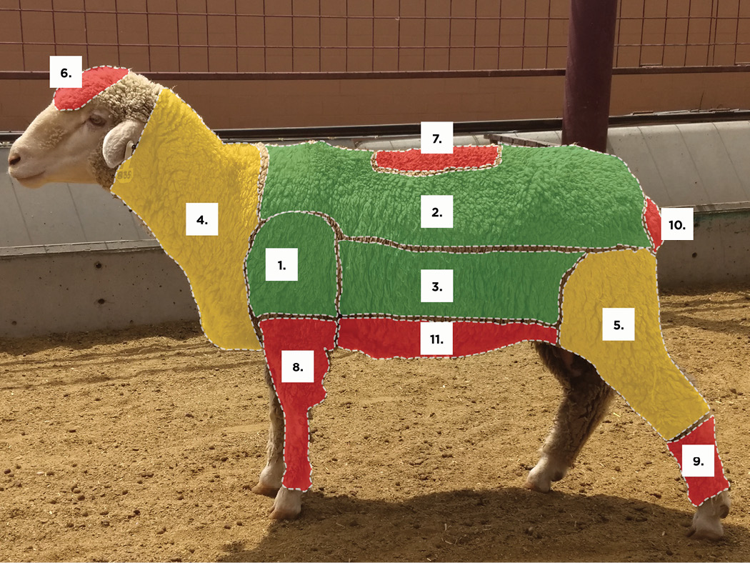 Illustration of a sheep with color-coded sections labeled for anatomical study. The image highlights various parts of the sheep's body for educational purposes. Text after image explains colors and numbers attached to these colors. Green consists of numbers 1-3. Yellow 4-5. Red 5-11