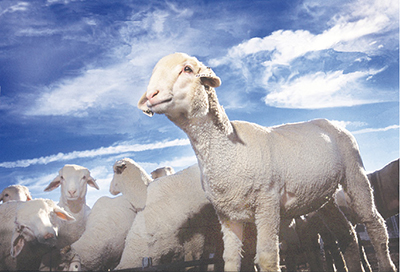 Photograph of lambs.