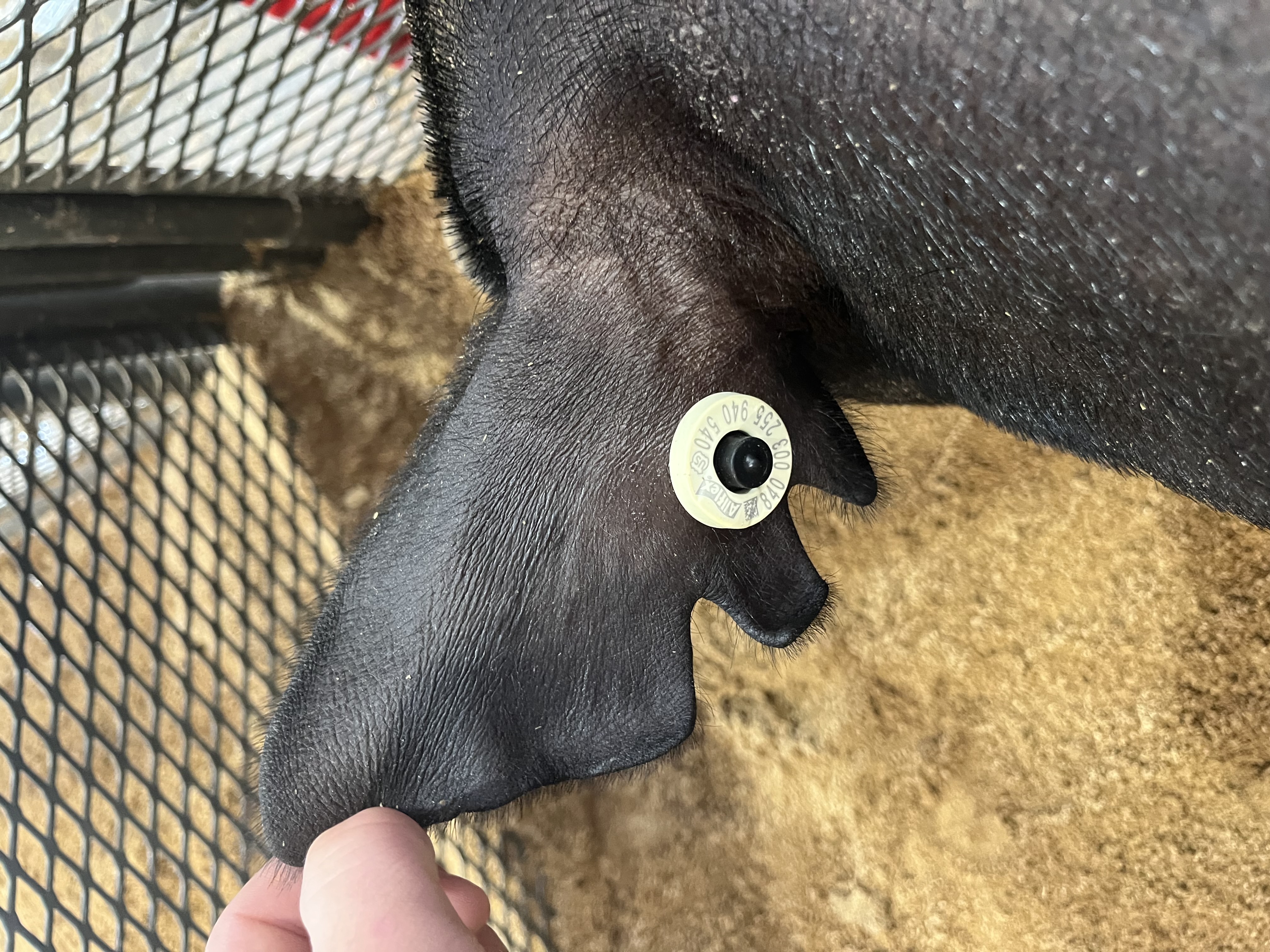 Ear notches of the pig when viewed from above and behind the animal