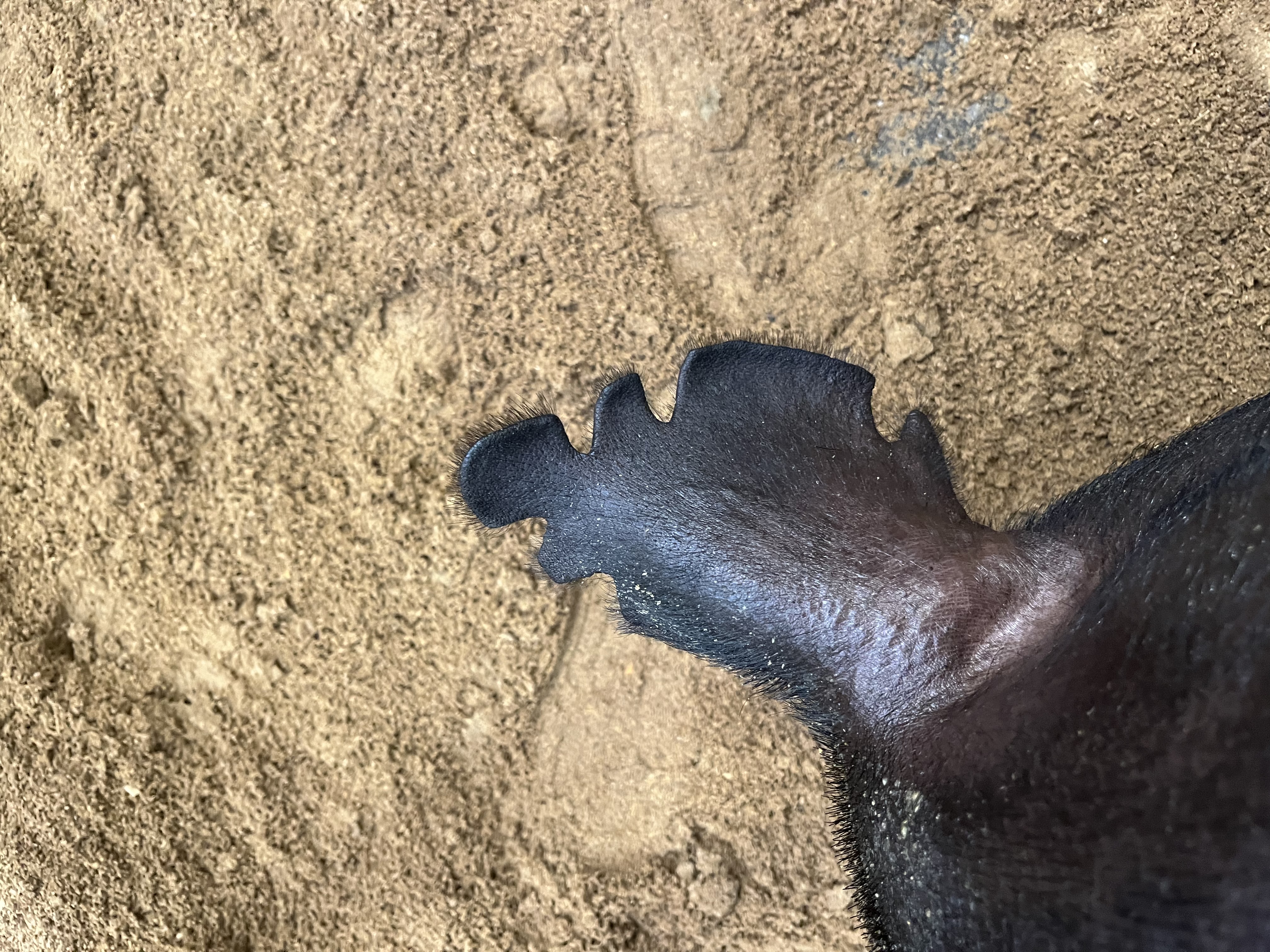 Ear notches of the pig when viewed from above and behind the animal