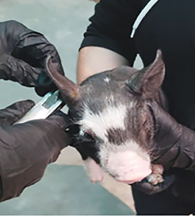 Figure 1: Photograph showing a V-notcher and a piglet’s ear being notched.